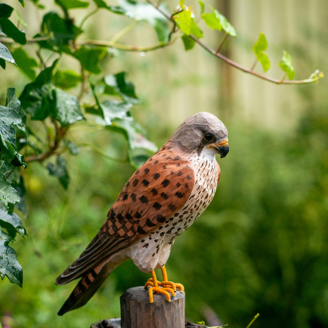 Tårnfalk - træfugl - Wildlife Garden