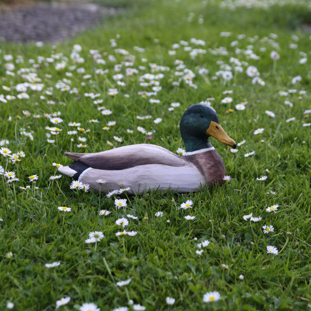 Gråand (han) - træfugl - Wildlife Garden