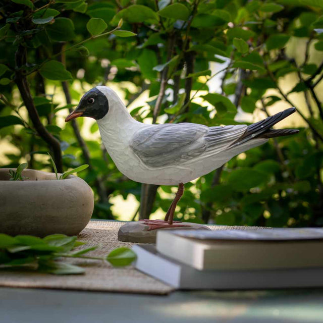 Hættemåge - træfugl - Wildlife Garden